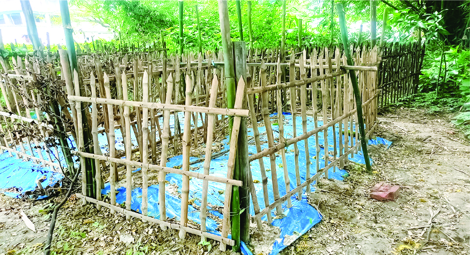 Image of মেহেদী হাসান